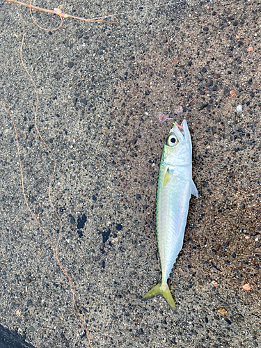 サバの釣果