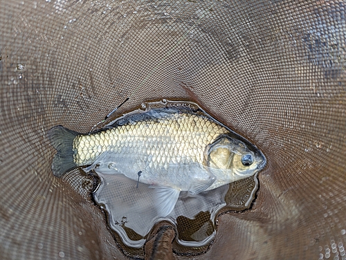 ヘラブナの釣果