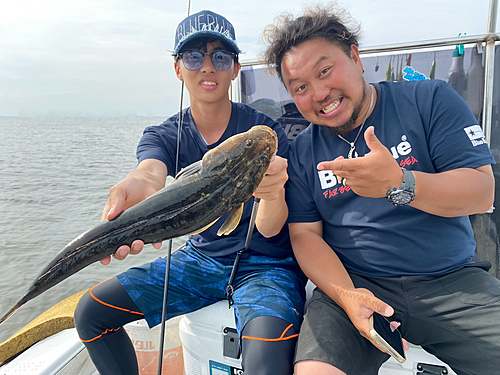 マゴチの釣果