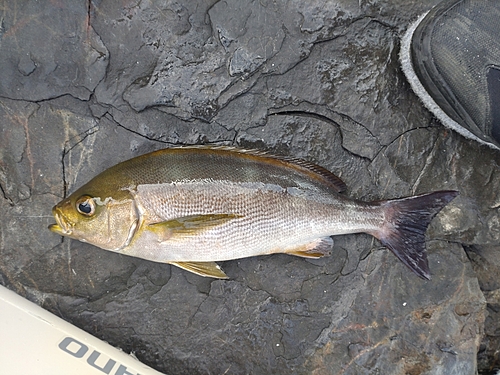 イサキの釣果