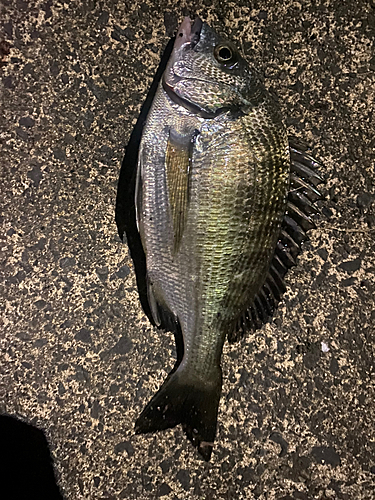 クロダイの釣果