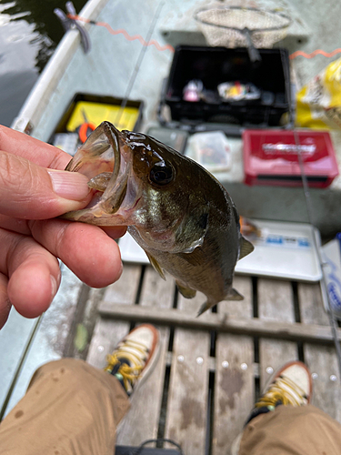 ブラックバスの釣果