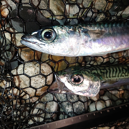 サバの釣果