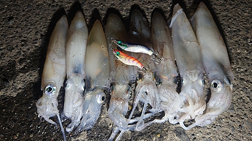 マメイカの釣果