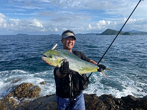 シイラの釣果