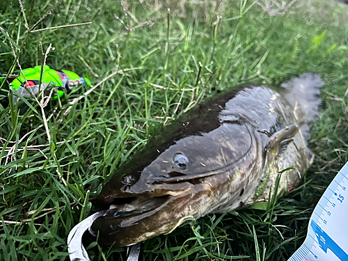 ナマズの釣果