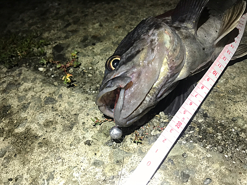 クロソイの釣果