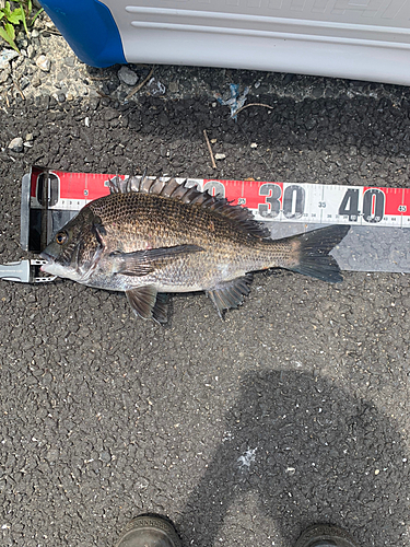 クロダイの釣果