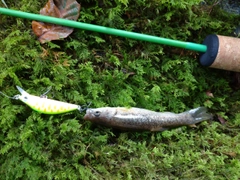 タカハヤの釣果