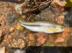 カワムツの釣果