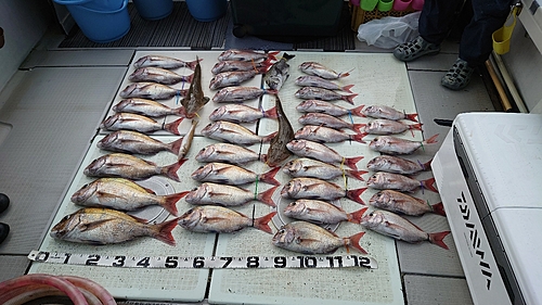 タイの釣果