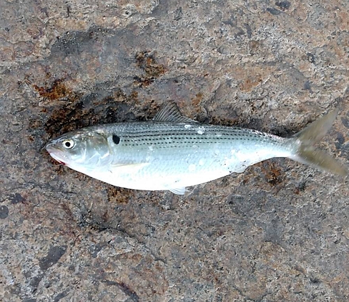 コノシロの釣果