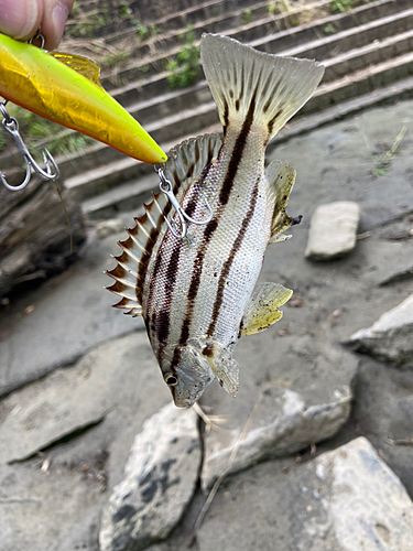 コトヒキの釣果