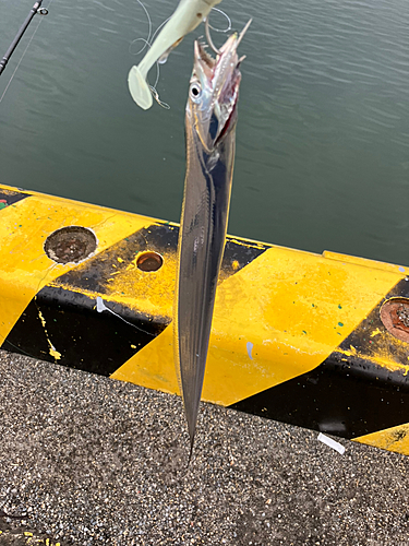 タチウオの釣果