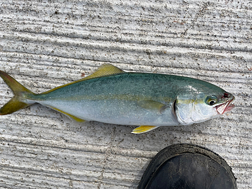 イナダの釣果