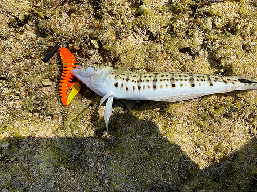 オグロトラギスの釣果