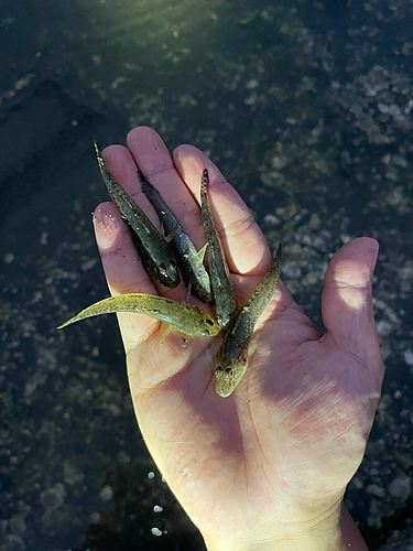 ハゼの釣果