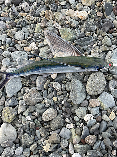 トビウオの釣果