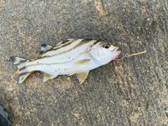 コトヒキの釣果