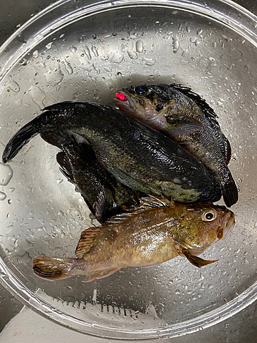 アラカブの釣果