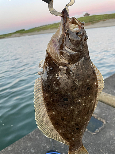 ソゲの釣果