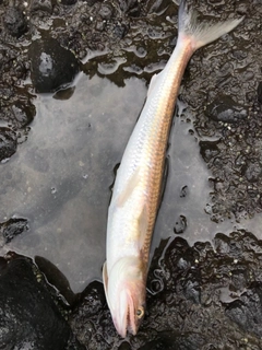 エソの釣果