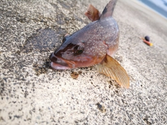 アイナメの釣果