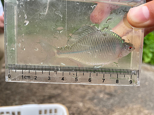 タナゴの釣果