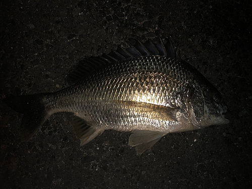 チヌの釣果