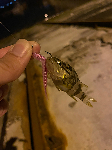 タケノコメバルの釣果