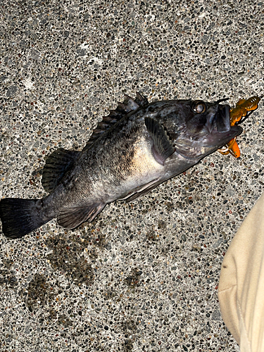 クロソイの釣果