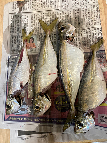 アジの釣果