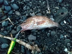 オオモンハタの釣果