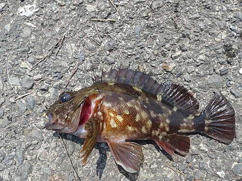 カサゴの釣果