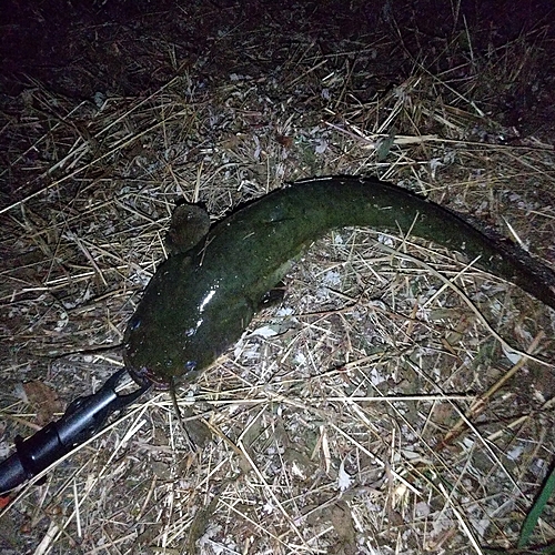 マナマズの釣果