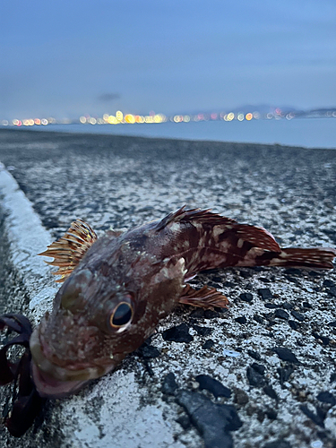 アラカブの釣果