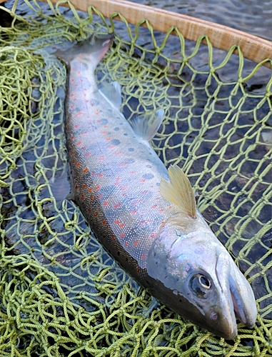 アマゴの釣果