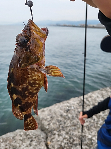 クロハタの釣果