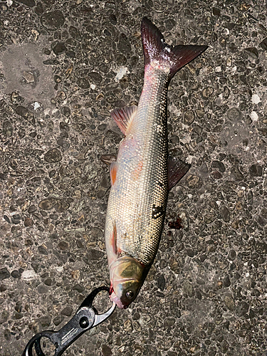 マルタウグイの釣果