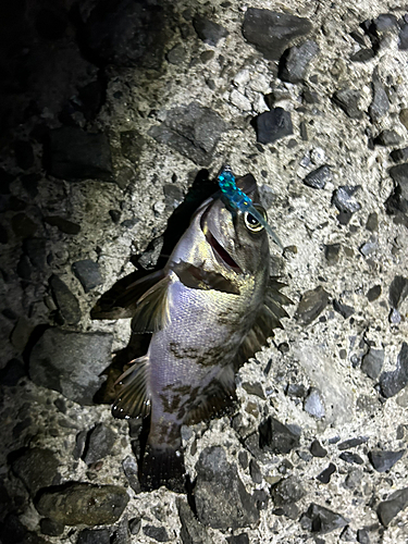 クロメバルの釣果