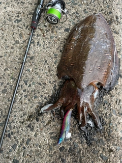 モンゴウイカの釣果