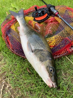 マルタウグイの釣果