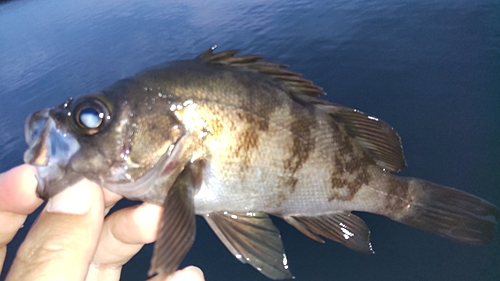 メバルの釣果