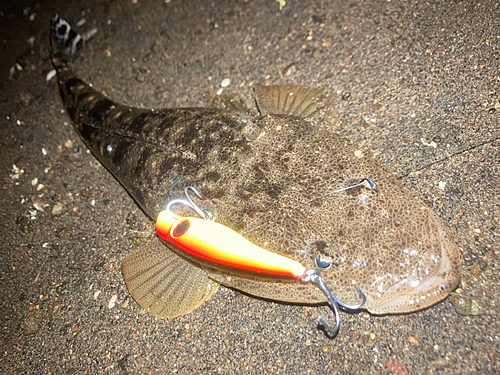 マゴチの釣果