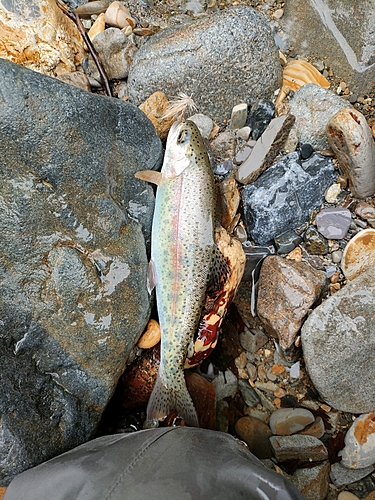 ニジマスの釣果