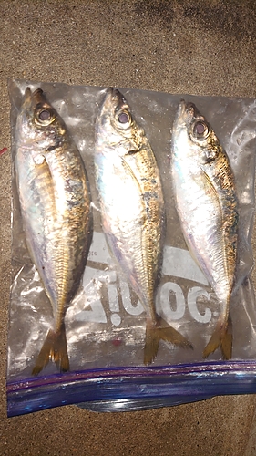 アジの釣果