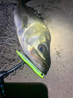 シーバスの釣果