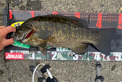 スモールマウスバスの釣果