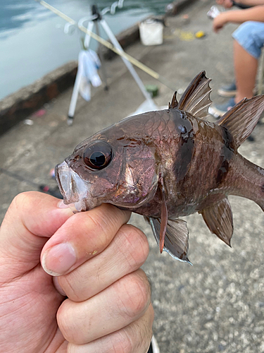 ネンブツダイの釣果