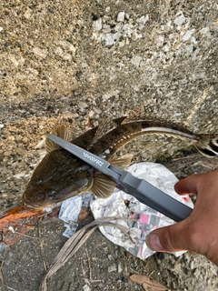 マゴチの釣果